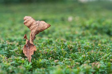  Porsuk hedge üzerinde düşen sonbahar yaprak 