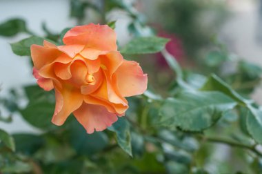  bir kamu bahçe turuncu gül