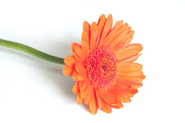 Gerbera naranja sobre fondo blanco — Foto de Stock