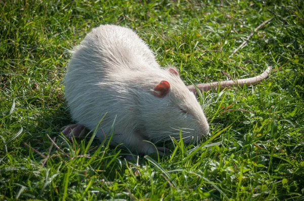 白化病海狸鼠在草丛中 — 图库照片