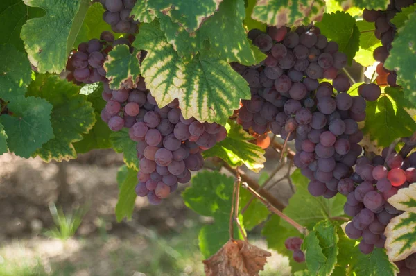 Rote Trauben im herbstlichen Weinberg — Stockfoto