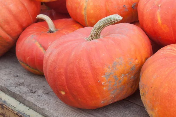  Grup için halloween kabaklar