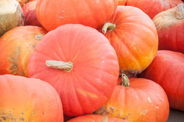 Grupo de calabazas para halloween — Foto de Stock