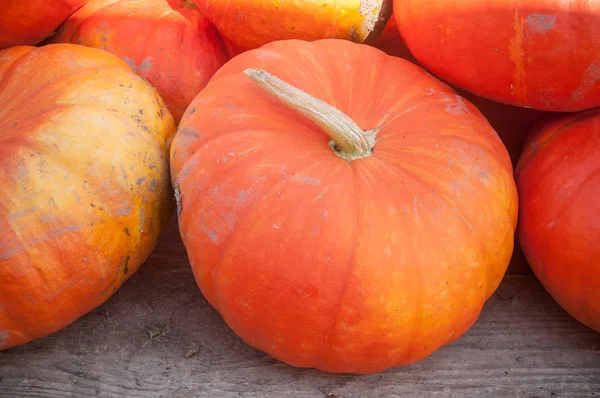 Grupo de calabazas para halloween — Foto de Stock