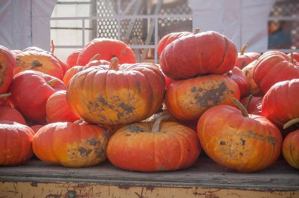 Grupo de calabazas para halloween —  Fotos de Stock