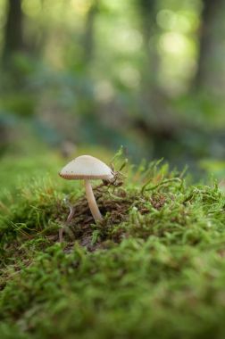  zorlanma ormandaki üzerinde mantar