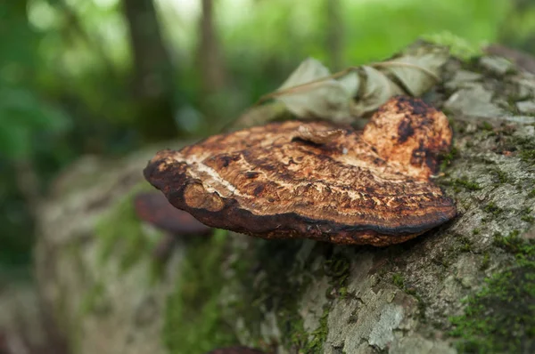 Cogumelo em estirpe na floresta — Fotografia de Stock
