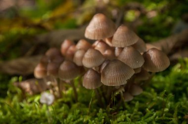  ormandaki küçük mantar