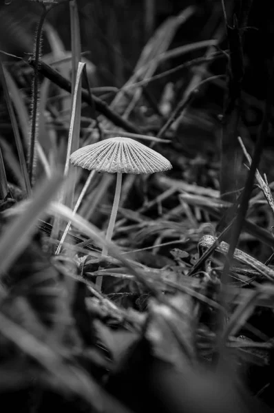 Pequeno cogumelo na floresta — Fotografia de Stock