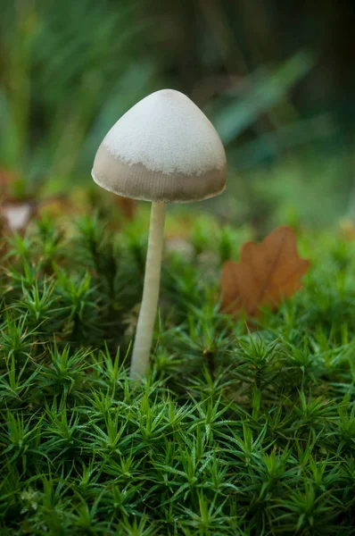 Pequeños hongos en el bosque — Foto de Stock