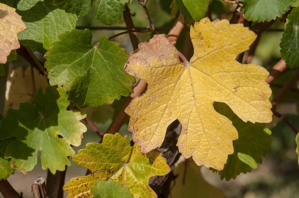 Feuilles jaunes de vigne dans le vignoble automnal — Photo