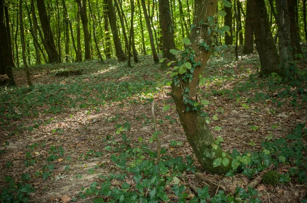  Tress sarmaşık orman olan