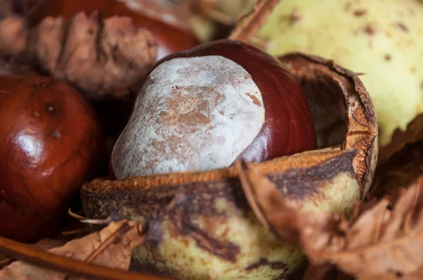 Kastanjes op de achtergrond van de herfst bladeren — Stockfoto