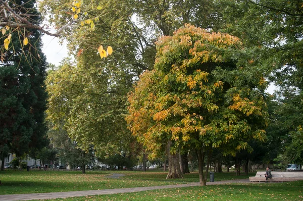 Parque Steinbach com árvores outonais — Fotografia de Stock