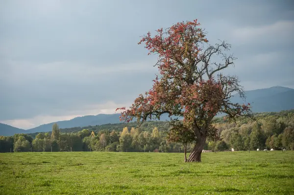 Hermoso árbol con hojas rojas en un prado — Foto de Stock