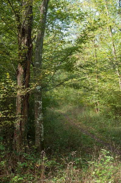 Árvores na floresta — Fotografia de Stock