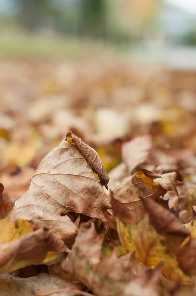 Herbstliche Ahornblätter auf der Roa — Stockfoto