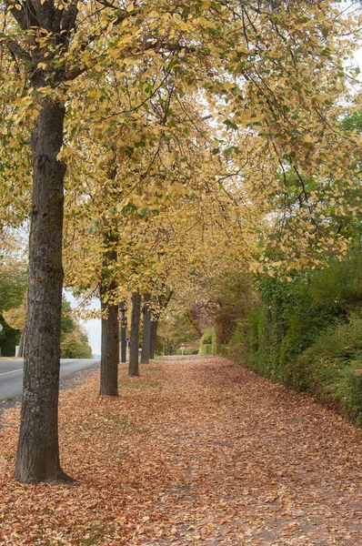 Осенние деревья с опавшими листьями — стоковое фото