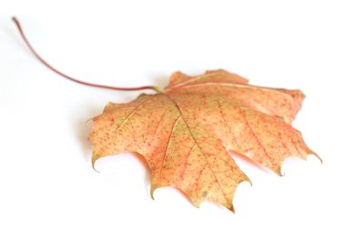  Beyaz arka plan üzerinde sonbahar akçaağaç yaprağı