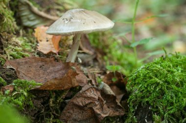  zorlanma ormandaki üzerinde mantar