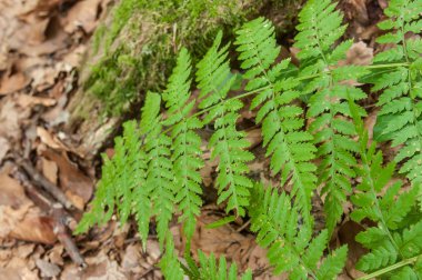  Fern yaprak sonbaharda ormandaki