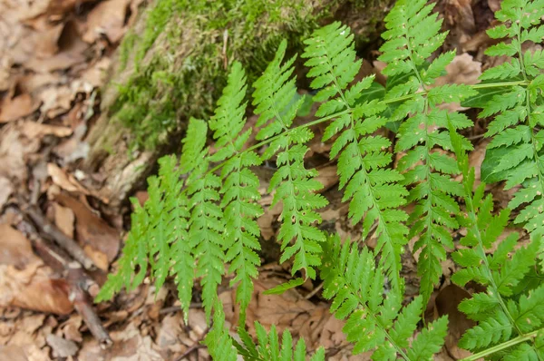  Fern yaprak sonbaharda ormandaki