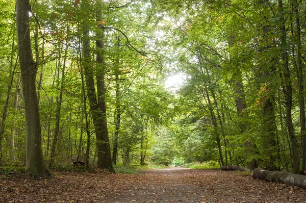 Waldeck ormanında güzel ağaçlar