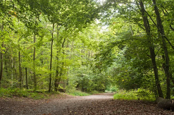 Árvores bonitas na floresta em Waldeck — Fotografia de Stock