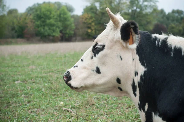Czarno-białych krów na łące — Zdjęcie stockowe