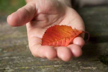  ahşap masa arka plan üzerinde elinde sonbahar yaprak 