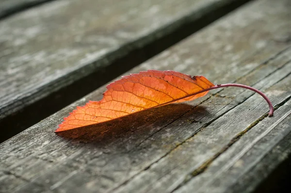 Feuille d'automne sur fond de table en bois — Photo