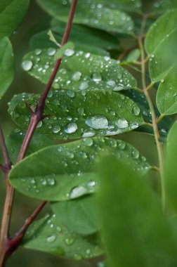  Ormandaki yaprakları bitki üzerinde yağmur damlaları 