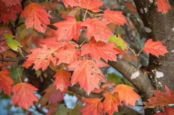 Jesienne liście na drzewie w granicy kanał — Zdjęcie stockowe