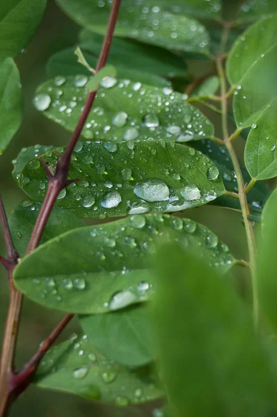  Ormandaki yaprakları bitki üzerinde yağmur damlaları 