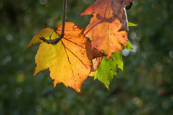 Höstlig blad på träd i gränsen kanal — Stockfoto