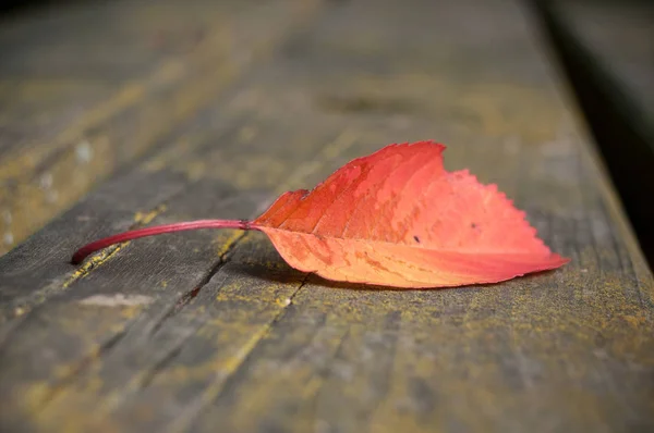 Autumnal leaf on wooden table background — Stock Photo, Image