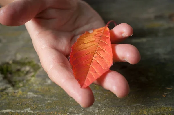 Jesienny liść w dłoni na tle drewniany stół — Zdjęcie stockowe