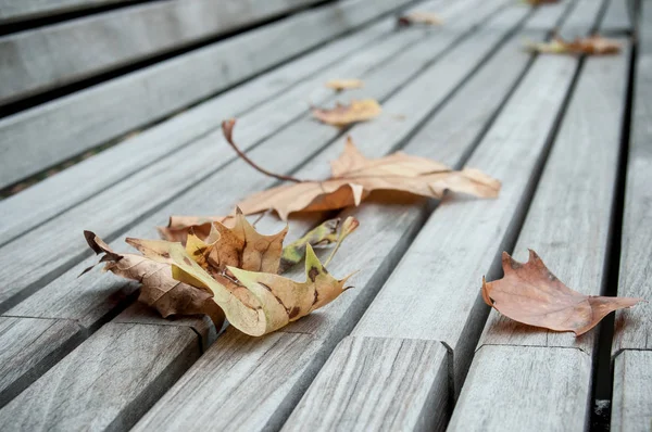 Autumnal maple leaves on wooden bench — Stock Photo, Image