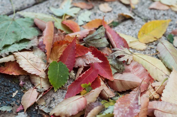 F herfst bladeren op trottoir in de straat — Stockfoto