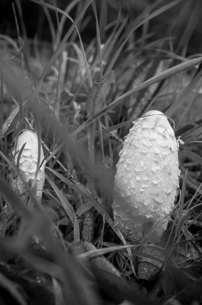  coprins bir çayırda