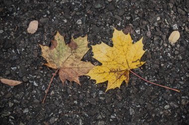 sarı akçaağaç yaprakları yolda