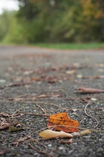 Podzimní listí na silnici — Stock fotografie