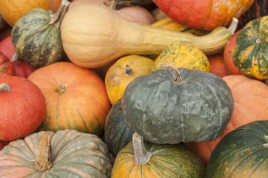 Cadılar Bayramı için çeşitli kabaklar