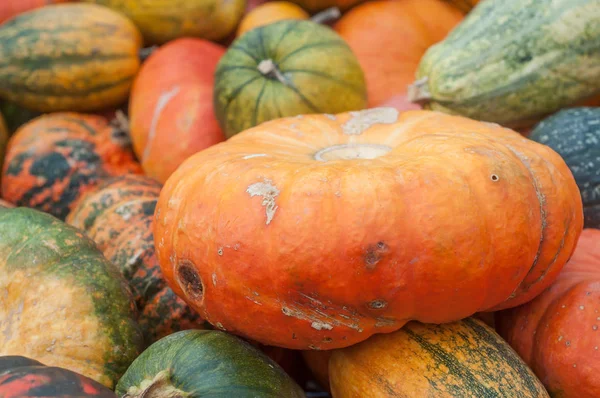 Varias calabazas para halloween — Foto de Stock