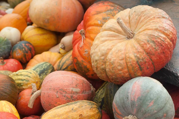 Varias calabazas para halloween — Foto de Stock