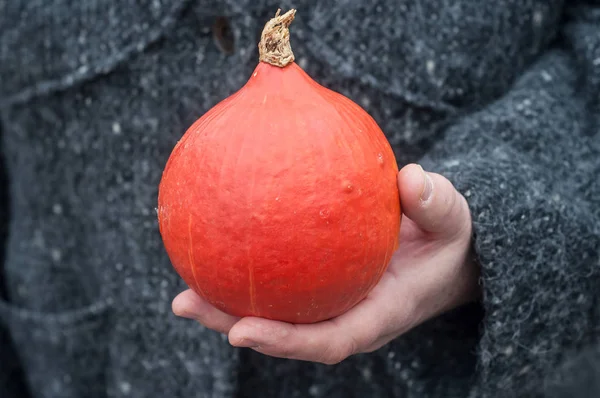 Calabaza naranja en la mano de la mujer — Foto de Stock