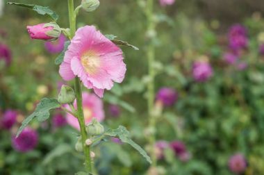  pembe hollyhocks bir bahçe