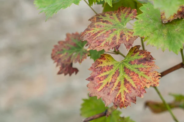 Sarhoş duvar arka plan üzerinde kırmızı sonbahar asma yaprakları — Stok fotoğraf
