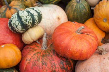 Cadılar Bayramı için çeşitli kabaklar