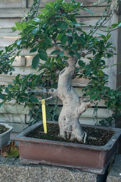  yeşil bir evde Ficus bonsai